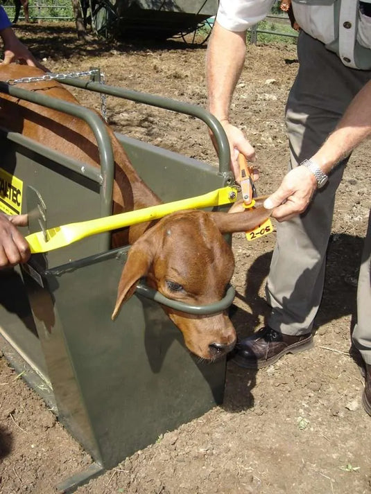 Calf Squeeze