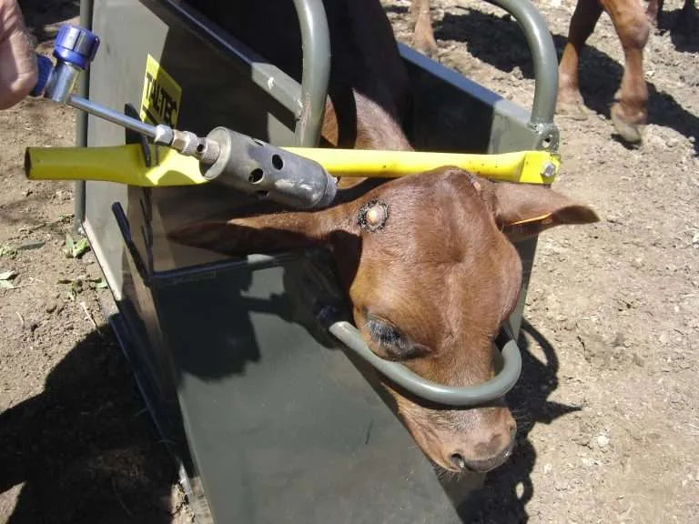 Load image into Gallery viewer, Calf Squeeze
