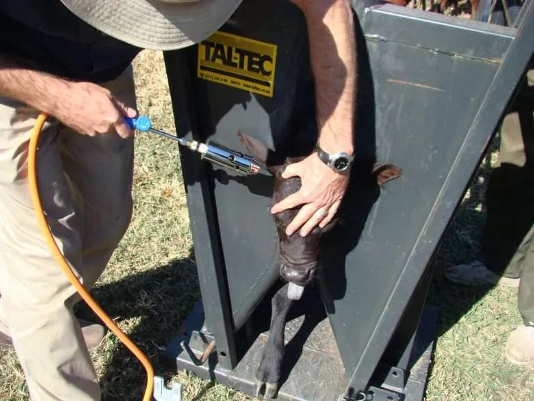 Load image into Gallery viewer, Calf neck clamp
