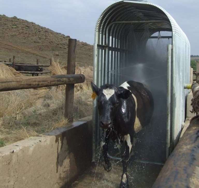 Load image into Gallery viewer, Cattle Spray Race (Static)
