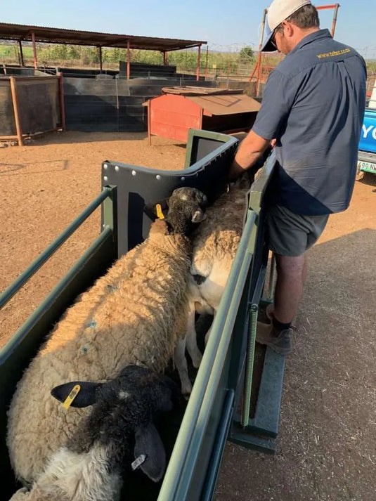 Sheep Clamp and Ramp COMBO