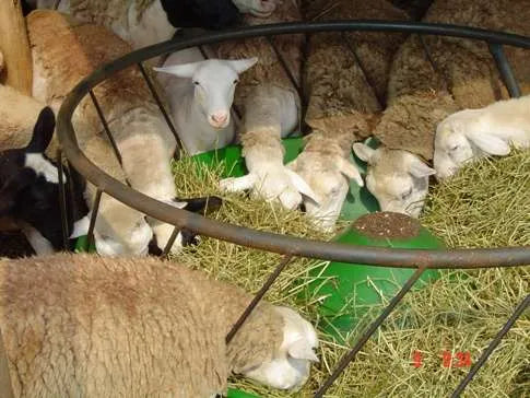 Sheep Ring Feeder (1.4m)