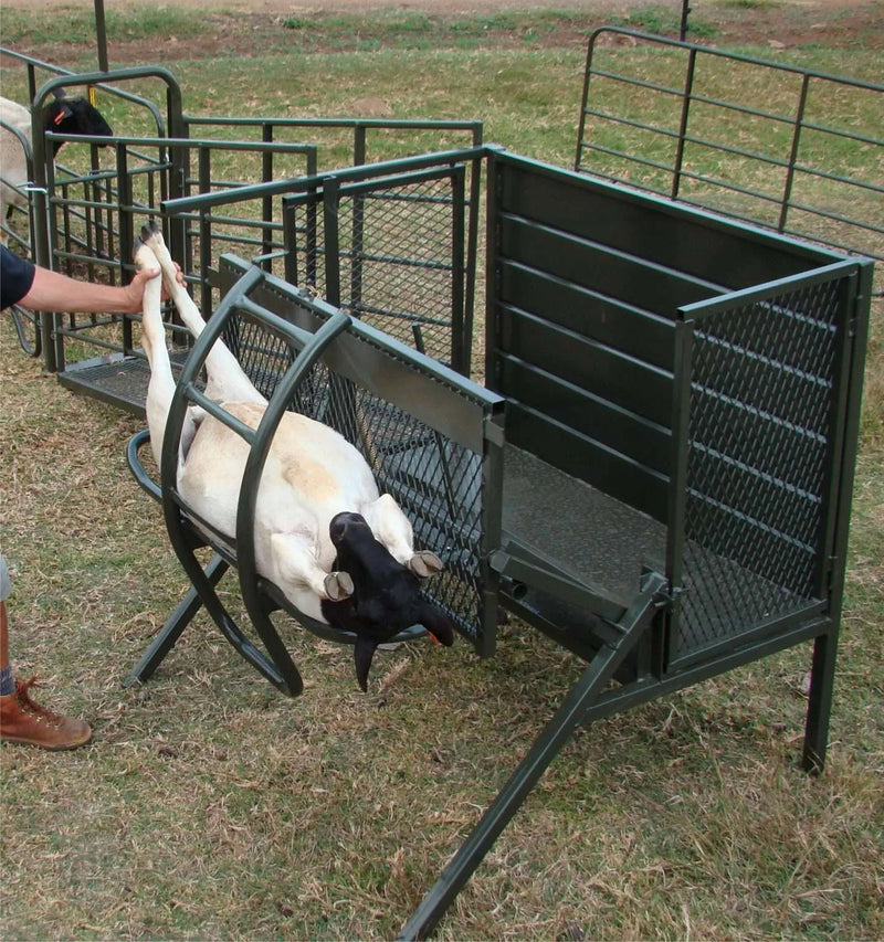 Load image into Gallery viewer, Sheep Tilt
