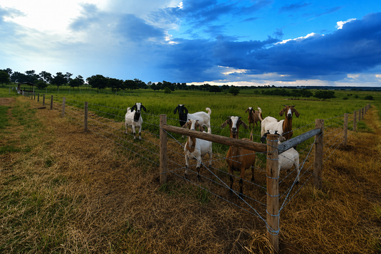 1 acre Paddock - Stock Fence