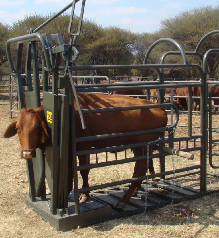 Load image into Gallery viewer, Vet clamp (Cattle)
