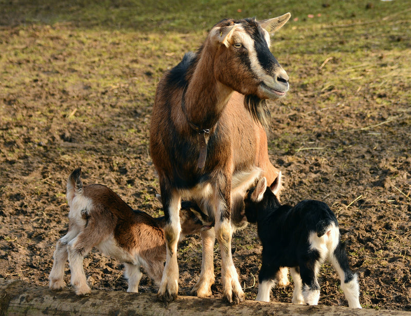 Tal-Tec Goat Collection