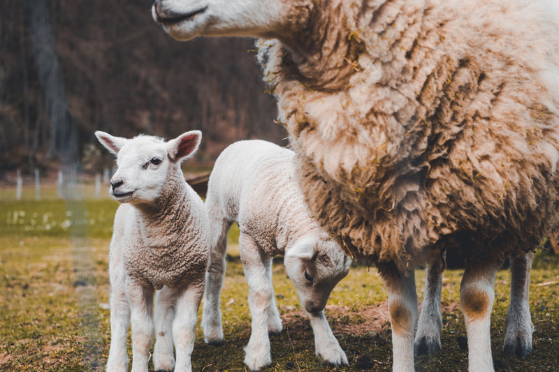 Tal-Tec Sheep Collection