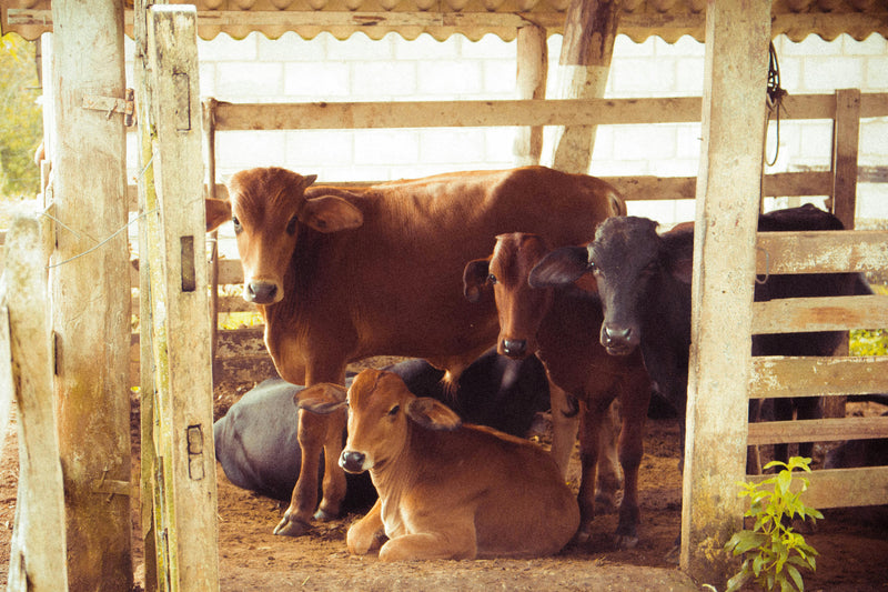 Tal-Tec Cattle collection