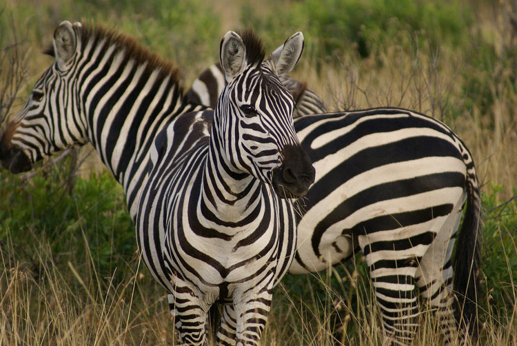 ANIMAL MANAGEMENT FOR LIVESTOCK AND WILDLIFE